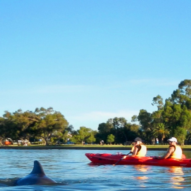 Up close and personal with the dolphins