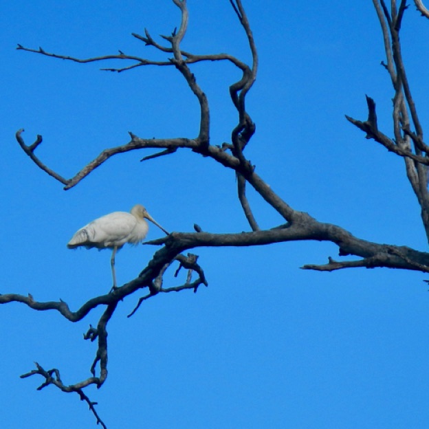 Spoonbill near Bassendean on the Swan