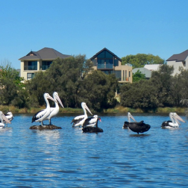 Pelicans hanging out on the mound at Ascot Waters
