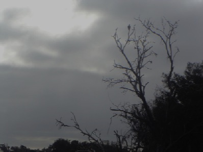 Osprey 21/7/2014